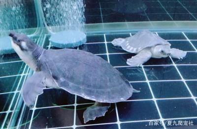魚寄生蟲會自愈嗎
