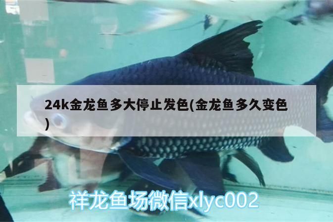 24k金龍魚多大停止發(fā)色(金龍魚多久變色)