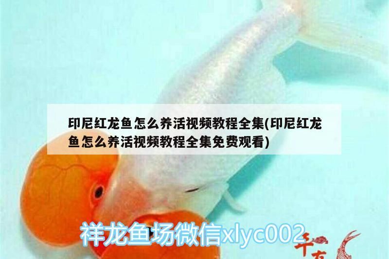 印尼紅龍魚怎么養活視頻教程全集(印尼紅龍魚怎么養活視頻教程全集免費觀看)