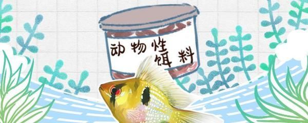 元寶鳳凰魚專用飼料成分：元寶鳳凰魚專用飼料的主要成分和特點