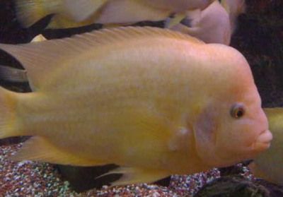 元寶鳳凰魚專用飼料成分：元寶鳳凰魚專用飼料的主要成分和特點