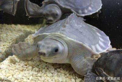 豬鼻龜的食物選擇和營養需求：豬鼻龜喂多少合適