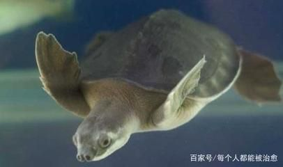 豬鼻龜的食物選擇和營養需求：豬鼻龜喂多少合適