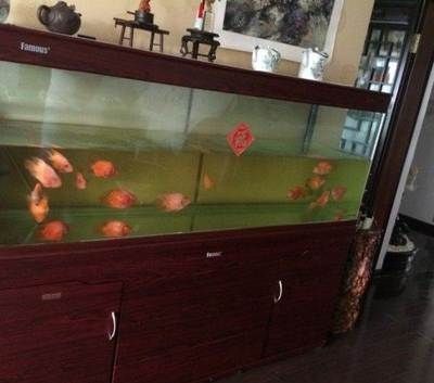 金龍魚對人際關系的影響：金龍魚在風水學和心理學層面上被認為對人際關系有影響 金龍魚對人際關系的影響：金龍魚在風水學和心理學層面上被認為對人際關系有影響 金龍魚百科 第2張