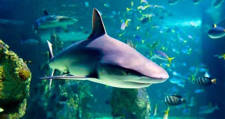 水族館里面有什么東西（水族館是一個展示和飼養水生動物的場所）