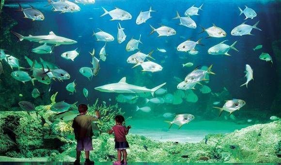 水族館里面有什么東西（水族館是一個展示和飼養水生動物的場所）