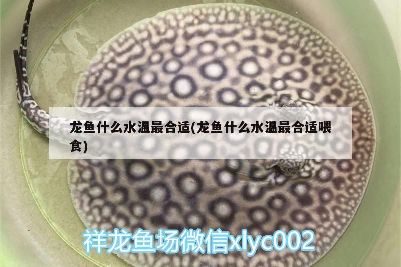 龍魚什么水溫最合適(龍魚什么水溫最合適喂食)