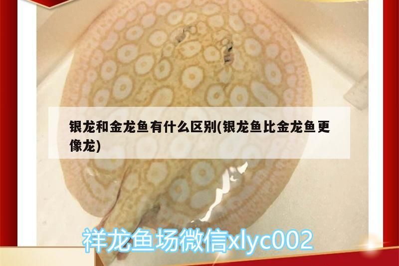 銀龍和金龍魚有什么區別(銀龍魚比金龍魚更像龍)
