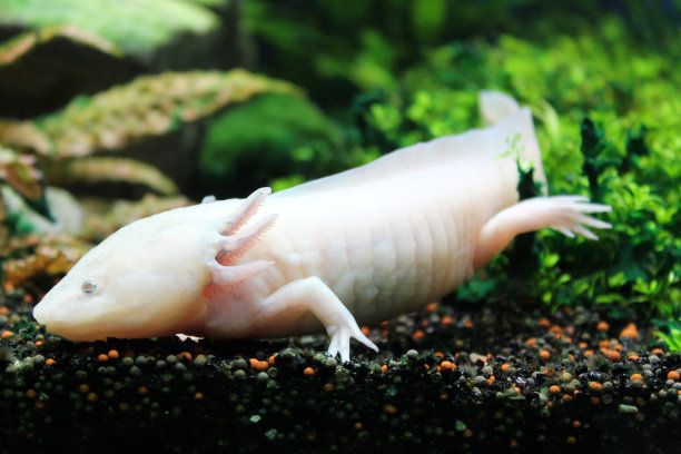 魚缸黃水的解決辦法有哪些視頻 魚缸黃水的原因和處理方法