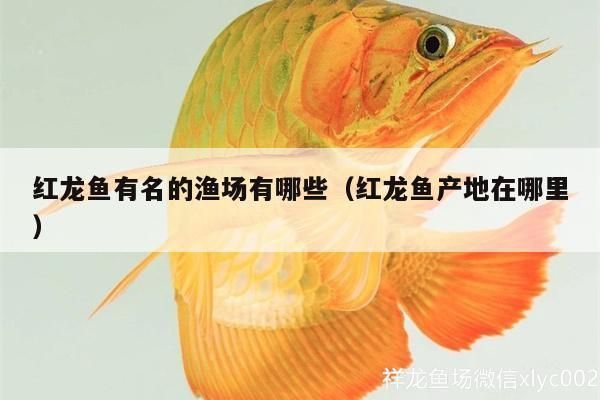 紅龍魚的飼養(yǎng)溫度范圍是多少？（紅龍魚的飼養(yǎng)溫度）