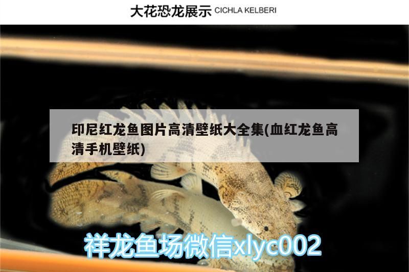 印尼紅龍魚圖片高清壁紙大全集(血紅龍魚高清手機(jī)壁紙)