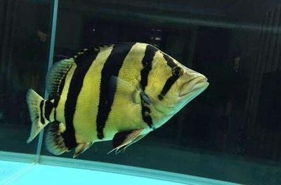 如何判斷虎魚健康狀態，如何判斷虎魚的健康狀態