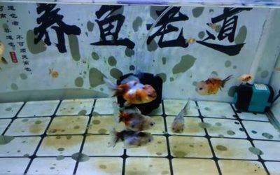 如何判斷虎魚健康狀態，如何判斷虎魚的健康狀態