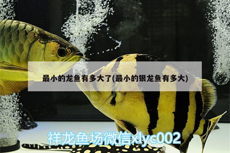 最小的龍魚有多大了(最小的銀龍魚有多大)