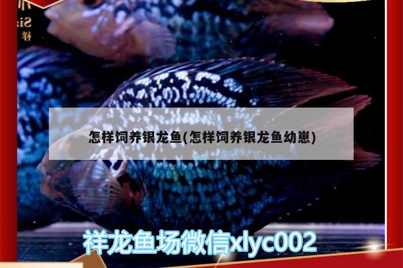 怎樣飼養銀龍魚(怎樣飼養銀龍魚幼崽)