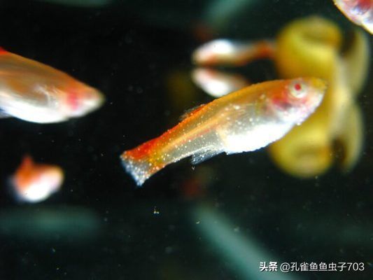 新開的魚缸多久可以養(yǎng)魚，如何判斷魚缸水質(zhì)是否穩(wěn)定