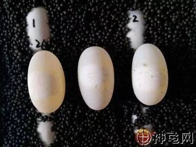 豬鼻龜孵化過程5個步驟是什么樣的圖片：豬鼻龜怎么繁殖