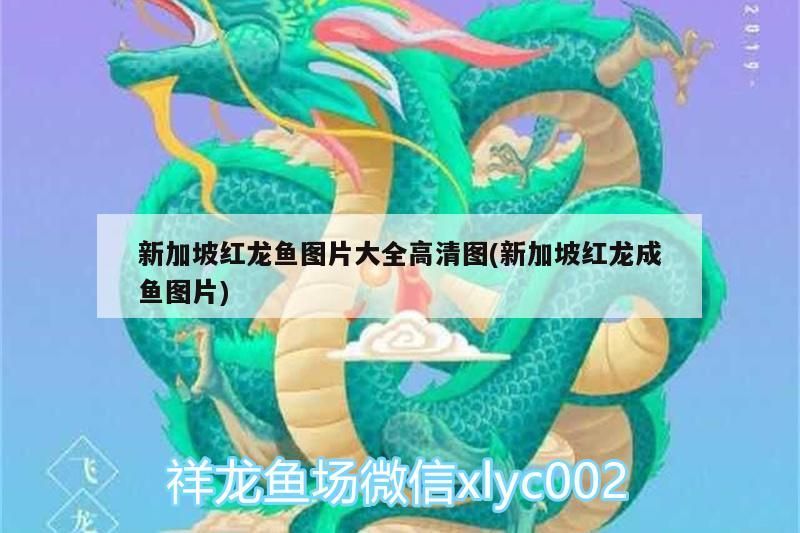 新加坡紅龍魚圖片大全高清圖(新加坡紅龍成魚圖片)