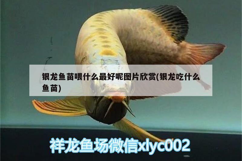 銀龍魚苗喂什么最好呢圖片欣賞(銀龍吃什么魚苗)