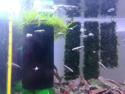 戰船魚和銀龍魚混養可以嗎圖片大全(戰船魚能和銀龍一起養嗎)