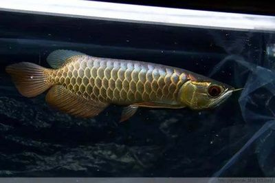 過背金龍魚成長過程：從幼魚到成年魚，金頭過背金龍魚的成長過程