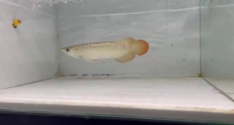 印尼大湖紅龍魚苗圖片大全：印尼大湖紅龍魚苗圖片大全印尼大湖紅龍魚養殖技巧 印尼大湖紅龍魚苗圖片大全：印尼大湖紅龍魚苗圖片大全印尼大湖紅龍魚養殖技巧 大湖紅龍魚百科 第4張