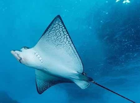 魟魚換水呼吸急促翹嘴怎么辦：魟魚在換水后出現呼吸急促和翹嘴的現象怎么處理