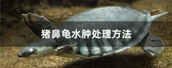 豬鼻龜如何長得快：豬鼻龜揭秘豬鼻龜快速生長的秘訣