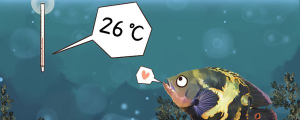 紅龍魚鱗片是發綠色的
