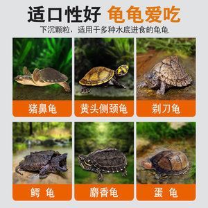 豬鼻龜長到多大喂下沉飼料好：豬鼻龜喂多少合適，