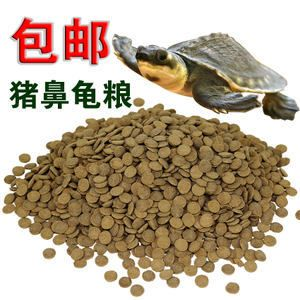 豬鼻龜長到多大喂下沉飼料好：豬鼻龜喂多少合適，