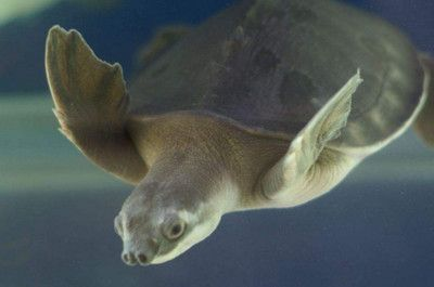 豬鼻龜好買嗎：豬鼻龜哪里能買