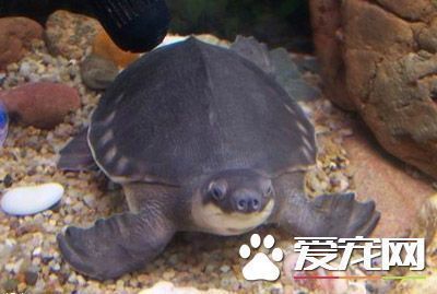 豬鼻龜怎么養長得快又好看：養豬鼻龜的技巧