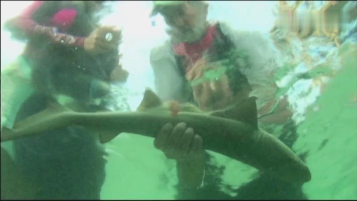 鯊魚交配行為對(duì)生態(tài)系統(tǒng)的影響,鯊魚交配行為對(duì)生態(tài)系統(tǒng)產(chǎn)生影響具有重要意義 虎魚百科 第1張 鯊魚交配行為對(duì)生態(tài)系統(tǒng)的影響,鯊魚交配行為對(duì)生態(tài)系統(tǒng)產(chǎn)生影響具有重要意義 鯊魚交配行為對(duì)生態(tài)系統(tǒng)的影響,鯊魚交配行為對(duì)生態(tài)系統(tǒng)產(chǎn)生影響具有重要意義 虎魚百科 第1張