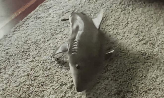 鯊魚交配行為對(duì)生態(tài)系統(tǒng)的影響,鯊魚交配行為對(duì)生態(tài)系統(tǒng)產(chǎn)生影響具有重要意義 虎魚百科 第7張 鯊魚交配行為對(duì)生態(tài)系統(tǒng)的影響,鯊魚交配行為對(duì)生態(tài)系統(tǒng)產(chǎn)生影響具有重要意義 鯊魚交配行為對(duì)生態(tài)系統(tǒng)的影響,鯊魚交配行為對(duì)生態(tài)系統(tǒng)產(chǎn)生影響具有重要意義 虎魚百科 第7張