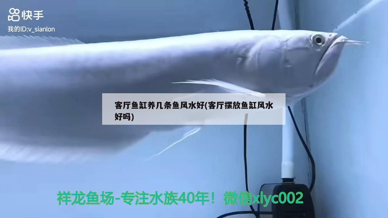 長(zhǎng)大后的黑桃a魚(yú)長(zhǎng)大后的黑桃a魚(yú)（黑桃a魚(yú)吃小魚(yú)嗎）（黑桃a魚(yú)的壽命多少年）