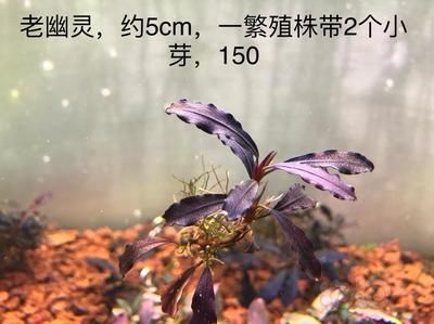 魚缸拆卸視頻大全圖片（魚缸拆卸圖解）