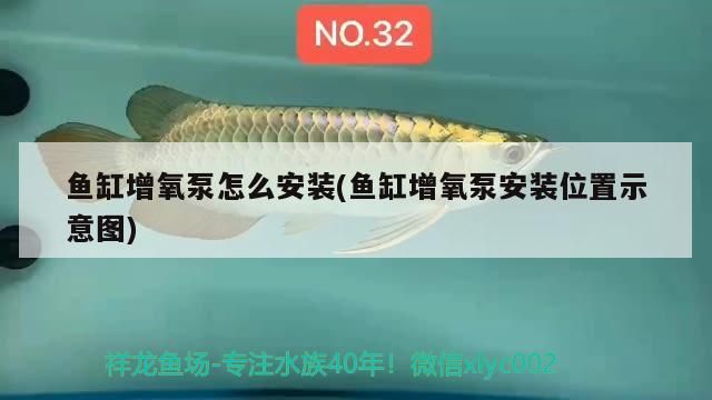 魚缸增氧泵怎么安裝(魚缸增氧泵安裝位置示意圖) 魚缸增氧泵怎么安裝(魚缸增氧泵安裝位置示意圖) 錦鯉魚百科 第3張