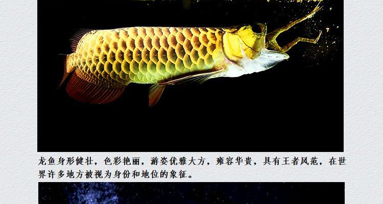 大湖龍魚是不紅嗎（大湖紅龍魚與大湖紅龍魚的區別）