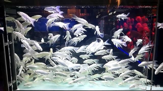 魚缸過濾系統的最佳配置，理想的魚缸過濾系統應包括以下幾個組成部分