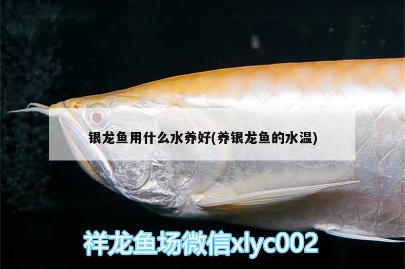 銀龍魚用什么水養好(養銀龍魚的水溫)