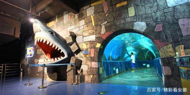 想開一家水族館要多少錢（開一家水族館需要多少錢） 想開一家水族館要多少錢（開一家水族館需要多少錢） 水族館百科（水族館加盟） 第2張