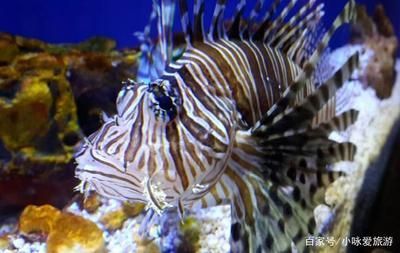 想開一家水族館要多少錢（開一家水族館需要多少錢） 想開一家水族館要多少錢（開一家水族館需要多少錢） 水族館百科（水族館加盟） 第5張