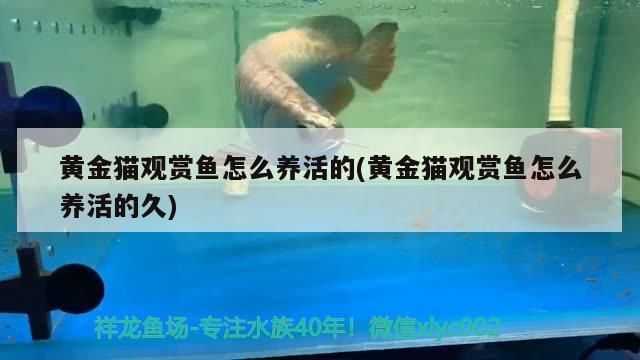 黃金貓觀賞魚怎么養活的(黃金貓觀賞魚怎么養活的久)