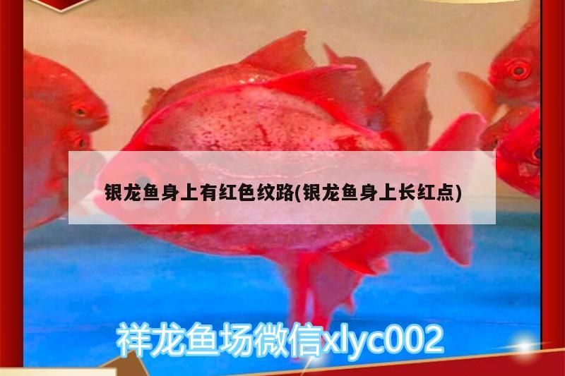 銀龍魚身上有紅色紋路(銀龍魚身上長紅點)