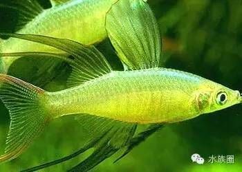 家里魚缸的風水講究，家里魚缸擺放風水講究有哪些，魚缸風水講究有哪些