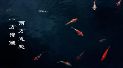 觀賞魚仰著游（觀賞魚仰著游可能由多種原因引起觀賞魚健康的關鍵因素）