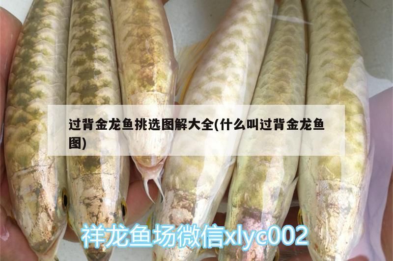 過背金龍魚挑選圖解大全(什么叫過背金龍魚圖)
