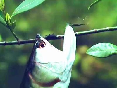 龍魚缸多高合適，如何選擇適合的龍魚缸高度