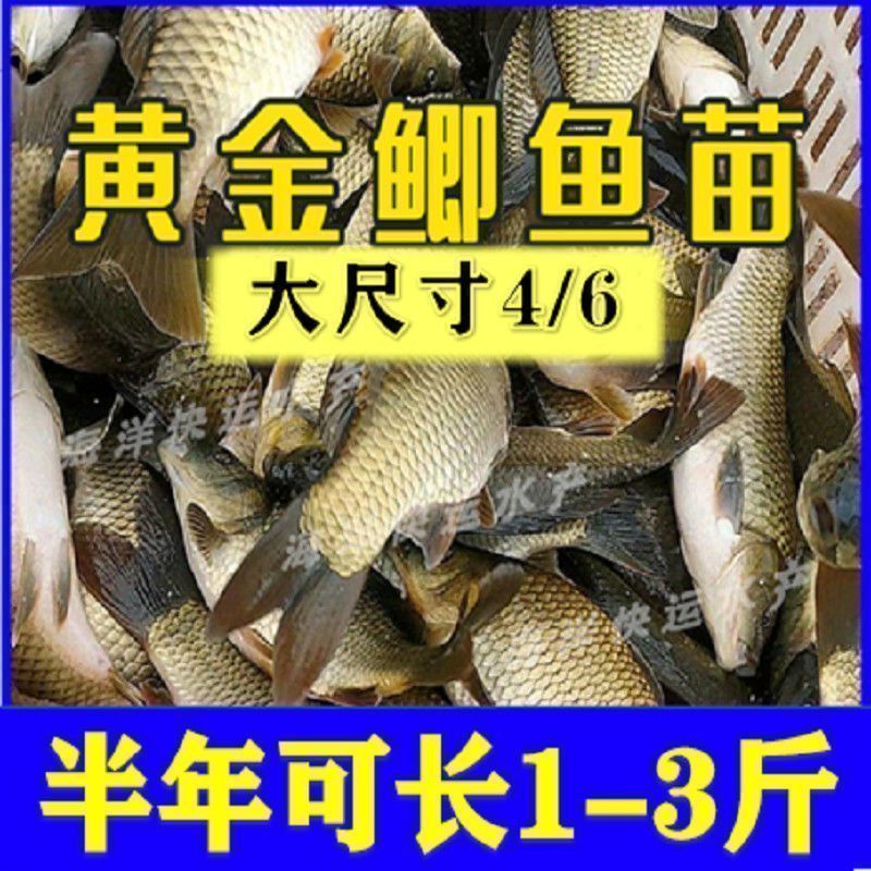 虎魚苗飼料品牌推薦，虎魚苗飼料品牌推薦，選擇優(yōu)質(zhì)魚飼料助力虎魚健康成長